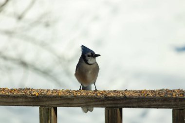 Bu güzel mavi karga ahşap korkuluklara doğru geldi. Kuşyemi bu kuşun her yerinde. Bu renkli kuşları beyaz, siyah ve mavi tüyleriyle izlemek çok güzel..
