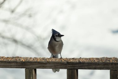 Bu güzel mavi karga ahşap korkuluklara doğru geldi. Kuşyemi bu kuşun her yerinde. Bu renkli kuşları beyaz, siyah ve mavi tüyleriyle izlemek çok güzel..
