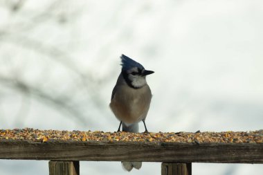 Bu güzel mavi karga ahşap korkuluklara doğru geldi. Kuşyemi bu kuşun her yerinde. Bu renkli kuşları beyaz, siyah ve mavi tüyleriyle izlemek çok güzel..