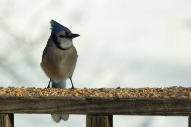Bu güzel mavi karga ahşap korkuluklara doğru geldi. Kuşyemi bu kuşun her yerinde. Bu renkli kuşları beyaz, siyah ve mavi tüyleriyle izlemek çok güzel..