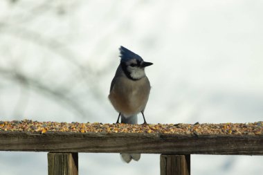 Bu güzel mavi karga ahşap korkuluklara doğru geldi. Kuşyemi bu kuşun her yerinde. Bu renkli kuşları beyaz, siyah ve mavi tüyleriyle izlemek çok güzel..