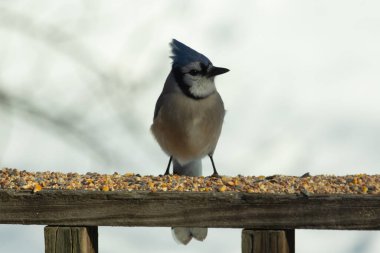 Bu güzel mavi karga ahşap korkuluklara doğru geldi. Kuşyemi bu kuşun her yerinde. Bu renkli kuşları beyaz, siyah ve mavi tüyleriyle izlemek çok güzel..