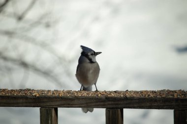 Bu güzel mavi karga ahşap korkuluklara doğru geldi. Kuşyemi bu kuşun her yerinde. Bu renkli kuşları beyaz, siyah ve mavi tüyleriyle izlemek çok güzel..