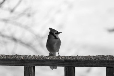 Bu güzel mavi karga ahşap korkuluklara doğru geldi. Kuşyemi bu kuşun her yerinde. Bu renkli kuşları beyaz, siyah ve mavi tüyleriyle izlemek çok güzel..