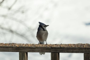Bu güzel mavi karga ahşap korkuluklara doğru geldi. Kuşyemi bu kuşun her yerinde. Bu renkli kuşları beyaz, siyah ve mavi tüyleriyle izlemek çok güzel..