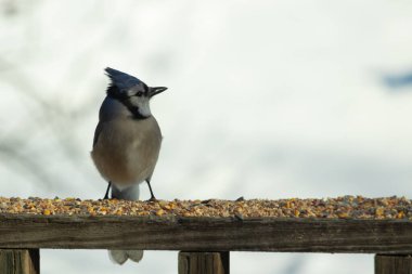 Bu güzel mavi karga ahşap korkuluklara doğru geldi. Kuşyemi bu kuşun her yerinde. Bu renkli kuşları beyaz, siyah ve mavi tüyleriyle izlemek çok güzel..