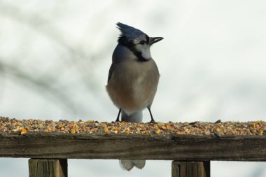Bu güzel mavi karga ahşap korkuluklara doğru geldi. Kuşyemi bu kuşun her yerinde. Bu renkli kuşları beyaz, siyah ve mavi tüyleriyle izlemek çok güzel..