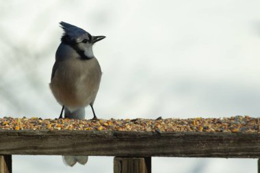 Bu güzel mavi karga ahşap korkuluklara doğru geldi. Kuşyemi bu kuşun her yerinde. Bu renkli kuşları beyaz, siyah ve mavi tüyleriyle izlemek çok güzel..