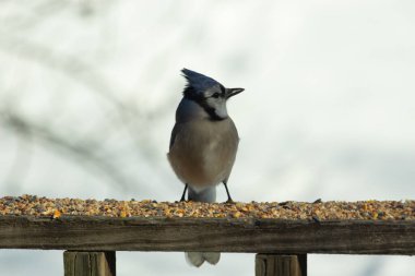 Bu güzel mavi karga ahşap korkuluklara doğru geldi. Kuşyemi bu kuşun her yerinde. Bu renkli kuşları beyaz, siyah ve mavi tüyleriyle izlemek çok güzel..