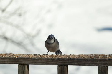 Bu güzel mavi karga ahşap korkuluklara doğru geldi. Kuşyemi bu kuşun her yerinde. Bu renkli kuşları beyaz, siyah ve mavi tüyleriyle izlemek çok güzel..