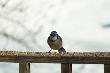 Bu güzel mavi karga ahşap korkuluklara doğru geldi. Kuşyemi bu kuşun her yerinde. Bu renkli kuşları beyaz, siyah ve mavi tüyleriyle izlemek çok güzel..
