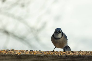 Bu güzel mavi karga ahşap korkuluklara doğru geldi. Kuşyemi bu kuşun her yerinde. Bu renkli kuşları beyaz, siyah ve mavi tüyleriyle izlemek çok güzel..