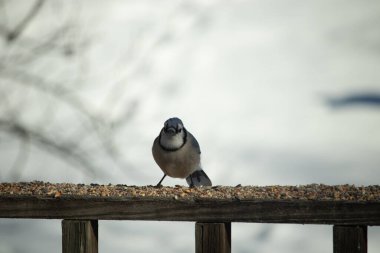 Bu güzel mavi karga ahşap korkuluklara doğru geldi. Kuşyemi bu kuşun her yerinde. Bu renkli kuşları beyaz, siyah ve mavi tüyleriyle izlemek çok güzel..