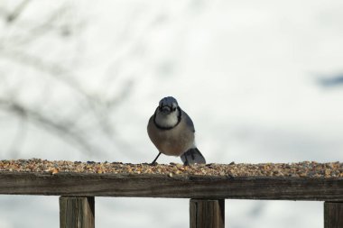 Bu güzel mavi karga ahşap korkuluklara doğru geldi. Kuşyemi bu kuşun her yerinde. Bu renkli kuşları beyaz, siyah ve mavi tüyleriyle izlemek çok güzel..