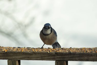 Bu güzel mavi karga ahşap korkuluklara doğru geldi. Kuşyemi bu kuşun her yerinde. Bu renkli kuşları beyaz, siyah ve mavi tüyleriyle izlemek çok güzel..