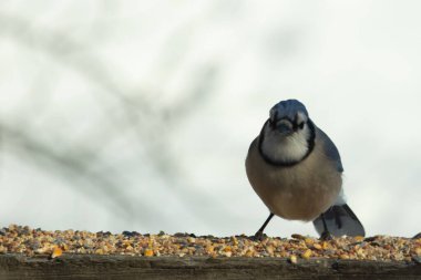 Bu güzel mavi karga ahşap korkuluklara doğru geldi. Kuşyemi bu kuşun her yerinde. Bu renkli kuşları beyaz, siyah ve mavi tüyleriyle izlemek çok güzel..