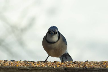 Bu güzel mavi karga ahşap korkuluklara doğru geldi. Kuşyemi bu kuşun her yerinde. Bu renkli kuşları beyaz, siyah ve mavi tüyleriyle izlemek çok güzel..