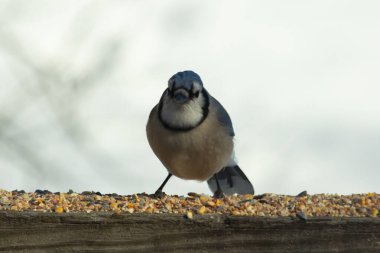 Bu güzel mavi karga ahşap korkuluklara doğru geldi. Kuşyemi bu kuşun her yerinde. Bu renkli kuşları beyaz, siyah ve mavi tüyleriyle izlemek çok güzel..