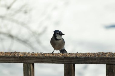 Bu güzel mavi karga ahşap korkuluklara doğru geldi. Kuşyemi bu kuşun her yerinde. Bu renkli kuşları beyaz, siyah ve mavi tüyleriyle izlemek çok güzel..
