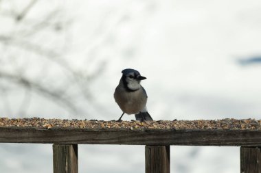 Bu güzel mavi karga ahşap korkuluklara doğru geldi. Kuşyemi bu kuşun her yerinde. Bu renkli kuşları beyaz, siyah ve mavi tüyleriyle izlemek çok güzel..