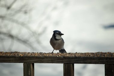 Bu güzel mavi karga ahşap korkuluklara doğru geldi. Kuşyemi bu kuşun her yerinde. Bu renkli kuşları beyaz, siyah ve mavi tüyleriyle izlemek çok güzel..