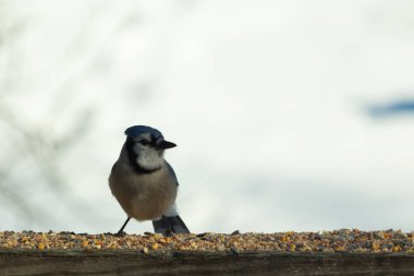 Bu güzel mavi karga ahşap korkuluklara doğru geldi. Kuşyemi bu kuşun her yerinde. Bu renkli kuşları beyaz, siyah ve mavi tüyleriyle izlemek çok güzel..