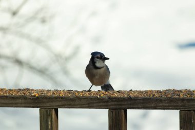 Bu güzel mavi karga ahşap korkuluklara doğru geldi. Kuşyemi bu kuşun her yerinde. Bu renkli kuşları beyaz, siyah ve mavi tüyleriyle izlemek çok güzel..