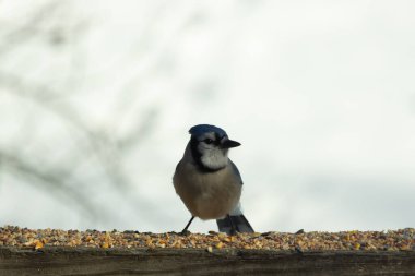 Bu güzel mavi karga ahşap korkuluklara doğru geldi. Kuşyemi bu kuşun her yerinde. Bu renkli kuşları beyaz, siyah ve mavi tüyleriyle izlemek çok güzel..