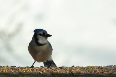 Bu güzel mavi karga ahşap korkuluklara doğru geldi. Kuşyemi bu kuşun her yerinde. Bu renkli kuşları beyaz, siyah ve mavi tüyleriyle izlemek çok güzel..