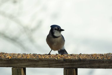 Bu güzel mavi karga ahşap korkuluklara doğru geldi. Kuşyemi bu kuşun her yerinde. Bu renkli kuşları beyaz, siyah ve mavi tüyleriyle izlemek çok güzel..
