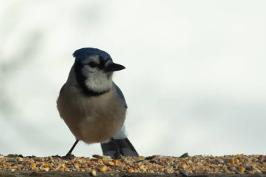 Bu güzel mavi karga ahşap korkuluklara doğru geldi. Kuşyemi bu kuşun her yerinde. Bu renkli kuşları beyaz, siyah ve mavi tüyleriyle izlemek çok güzel..