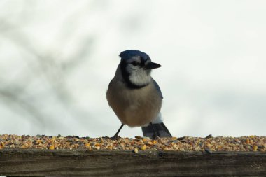Bu güzel mavi karga ahşap korkuluklara doğru geldi. Kuşyemi bu kuşun her yerinde. Bu renkli kuşları beyaz, siyah ve mavi tüyleriyle izlemek çok güzel..