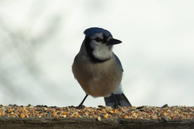 Bu güzel mavi karga ahşap korkuluklara doğru geldi. Kuşyemi bu kuşun her yerinde. Bu renkli kuşları beyaz, siyah ve mavi tüyleriyle izlemek çok güzel..