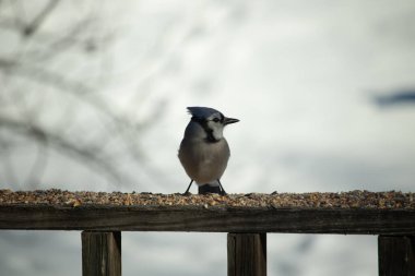 Bu güzel mavi karga ahşap korkuluklara doğru geldi. Kuşyemi bu kuşun her yerinde. Bu renkli kuşları beyaz, siyah ve mavi tüyleriyle izlemek çok güzel..
