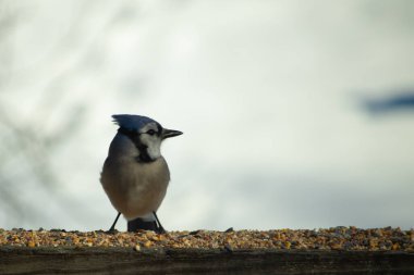 Bu güzel mavi karga ahşap korkuluklara doğru geldi. Kuşyemi bu kuşun her yerinde. Bu renkli kuşları beyaz, siyah ve mavi tüyleriyle izlemek çok güzel..