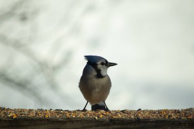 Bu güzel mavi karga ahşap korkuluklara doğru geldi. Kuşyemi bu kuşun her yerinde. Bu renkli kuşları beyaz, siyah ve mavi tüyleriyle izlemek çok güzel..
