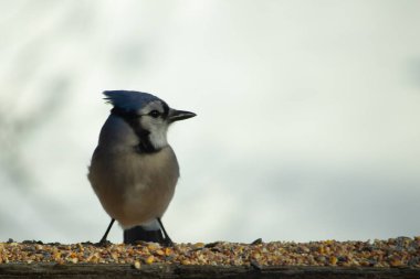 Bu güzel mavi karga ahşap korkuluklara doğru geldi. Kuşyemi bu kuşun her yerinde. Bu renkli kuşları beyaz, siyah ve mavi tüyleriyle izlemek çok güzel..