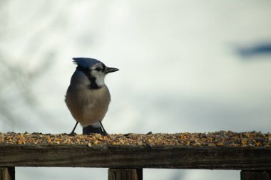 Bu güzel mavi karga ahşap korkuluklara doğru geldi. Kuşyemi bu kuşun her yerinde. Bu renkli kuşları beyaz, siyah ve mavi tüyleriyle izlemek çok güzel..