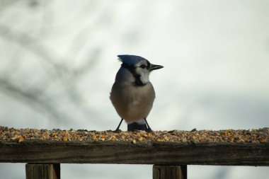 Bu güzel mavi karga ahşap korkuluklara doğru geldi. Kuşyemi bu kuşun her yerinde. Bu renkli kuşları beyaz, siyah ve mavi tüyleriyle izlemek çok güzel..