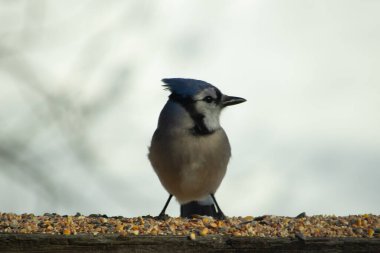 Bu güzel mavi karga ahşap korkuluklara doğru geldi. Kuşyemi bu kuşun her yerinde. Bu renkli kuşları beyaz, siyah ve mavi tüyleriyle izlemek çok güzel..