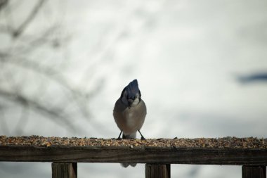 Bu güzel mavi karga ahşap korkuluklara doğru geldi. Kuşyemi bu kuşun her yerinde. Bu renkli kuşları beyaz, siyah ve mavi tüyleriyle izlemek çok güzel..