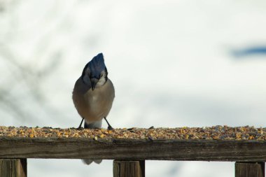 Bu güzel mavi karga ahşap korkuluklara doğru geldi. Kuşyemi bu kuşun her yerinde. Bu renkli kuşları beyaz, siyah ve mavi tüyleriyle izlemek çok güzel..