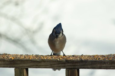 Bu güzel mavi karga ahşap korkuluklara doğru geldi. Kuşyemi bu kuşun her yerinde. Bu renkli kuşları beyaz, siyah ve mavi tüyleriyle izlemek çok güzel..