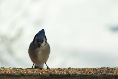 Bu güzel mavi karga ahşap korkuluklara doğru geldi. Kuşyemi bu kuşun her yerinde. Bu renkli kuşları beyaz, siyah ve mavi tüyleriyle izlemek çok güzel..
