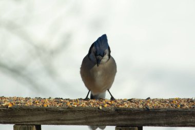 Bu güzel mavi karga ahşap korkuluklara doğru geldi. Kuşyemi bu kuşun her yerinde. Bu renkli kuşları beyaz, siyah ve mavi tüyleriyle izlemek çok güzel..