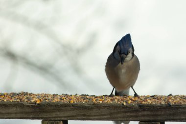 Bu güzel mavi karga ahşap korkuluklara doğru geldi. Kuşyemi bu kuşun her yerinde. Bu renkli kuşları beyaz, siyah ve mavi tüyleriyle izlemek çok güzel..