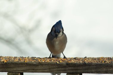 Bu güzel mavi karga ahşap korkuluklara doğru geldi. Kuşyemi bu kuşun her yerinde. Bu renkli kuşları beyaz, siyah ve mavi tüyleriyle izlemek çok güzel..