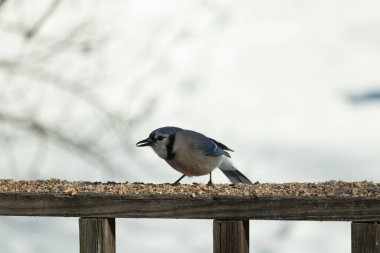 Bu güzel mavi karga ahşap korkuluklara doğru geldi. Kuşyemi bu kuşun her yerinde. Bu renkli kuşları beyaz, siyah ve mavi tüyleriyle izlemek çok güzel..