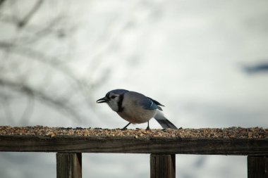Bu güzel mavi karga ahşap korkuluklara doğru geldi. Kuşyemi bu kuşun her yerinde. Bu renkli kuşları beyaz, siyah ve mavi tüyleriyle izlemek çok güzel..