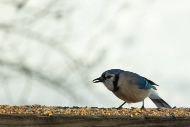Bu güzel mavi karga ahşap korkuluklara doğru geldi. Kuşyemi bu kuşun her yerinde. Bu renkli kuşları beyaz, siyah ve mavi tüyleriyle izlemek çok güzel..